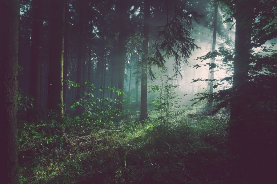 Into the green