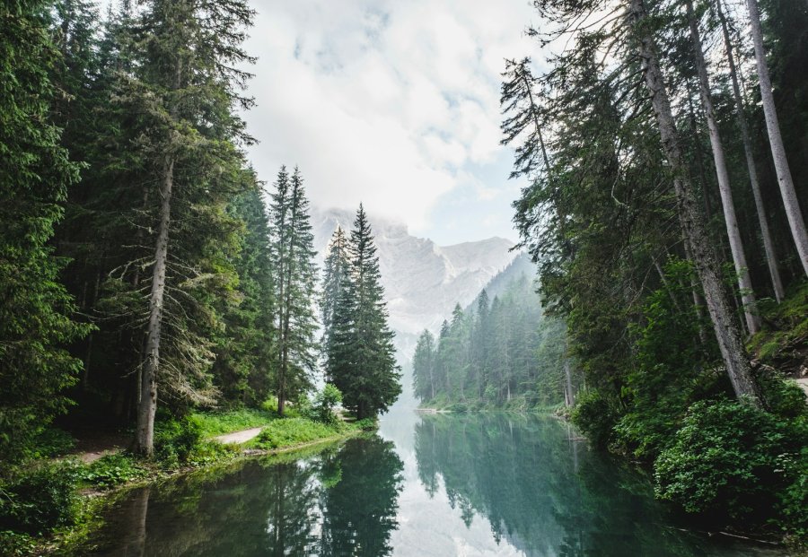 Among the trees